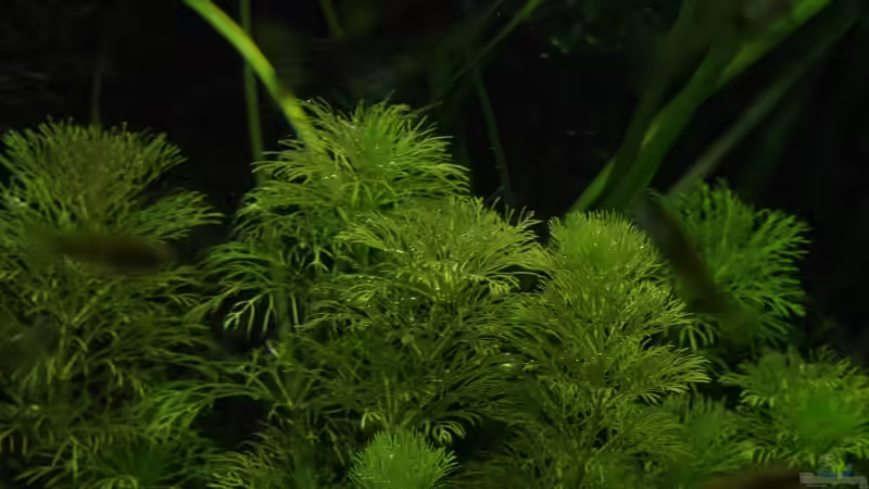 Pflanzen im Aquarium Becken 30769 von Nobody (30) (31)