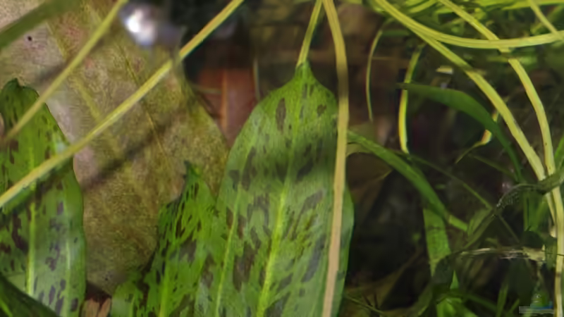 Pflanzen im Aquarium Becken 30769 von Nobody (35)