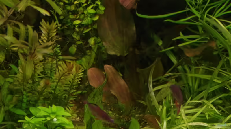 Pflanzen im Aquarium Becken 30769 von Nobody (36)