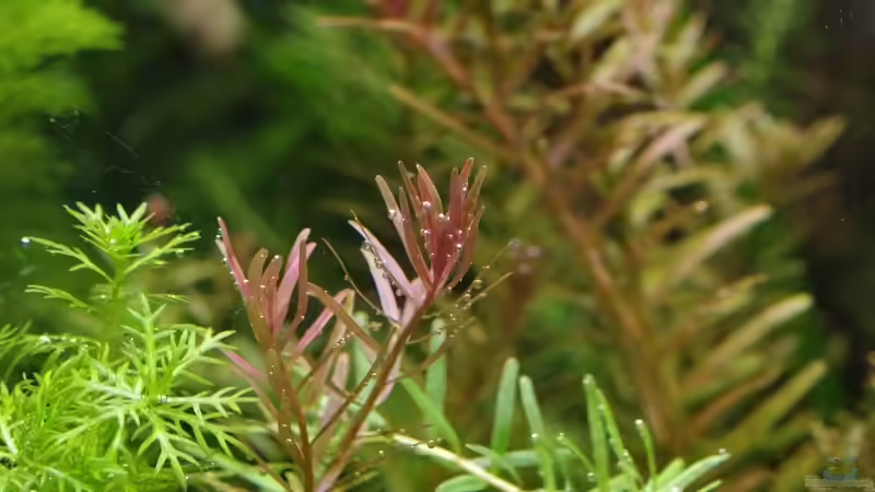 Pflanzen im Aquarium Becken 30769 von Nobody (37)