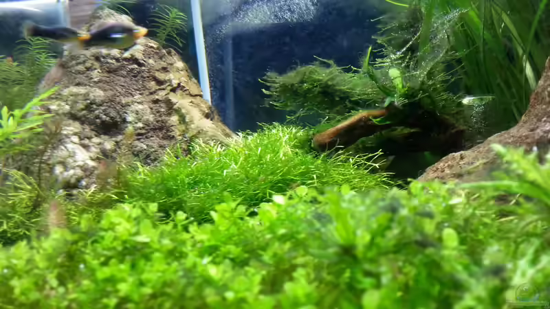 Pflanzen im Aquarium Becken 30770 von Steffi scaped (12)