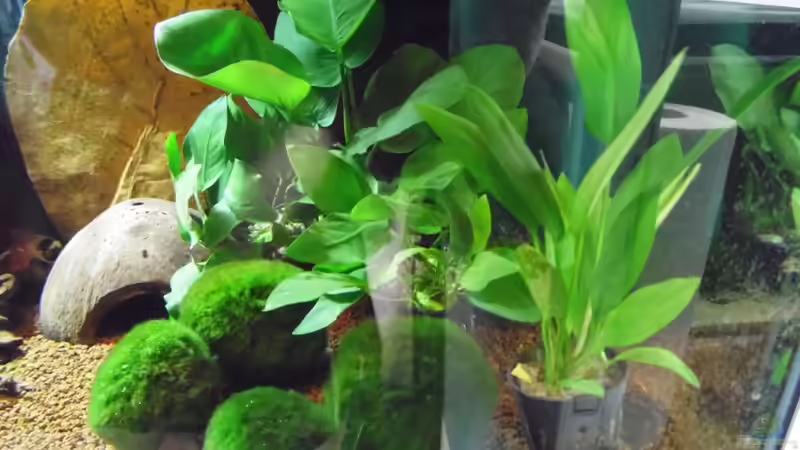 Pflanzen im Aquarium Becken 30791 von shiru_k10 (10)