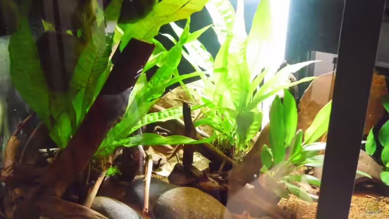 Pflanzen im Aquarium Becken 30791 von shiru_k10 (11)