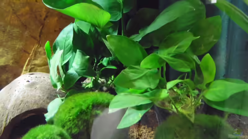 Pflanzen im Aquarium Becken 30791 von shiru_k10 (12)