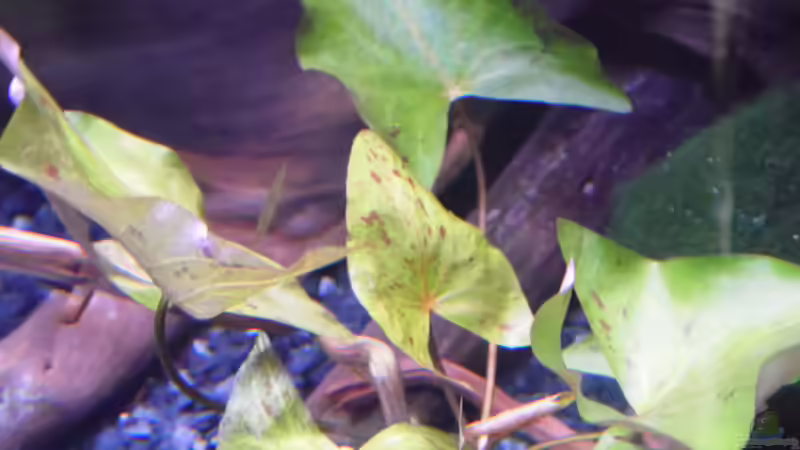 Pflanzen im Aquarium Becken 30791 von shiru_k10 (15)