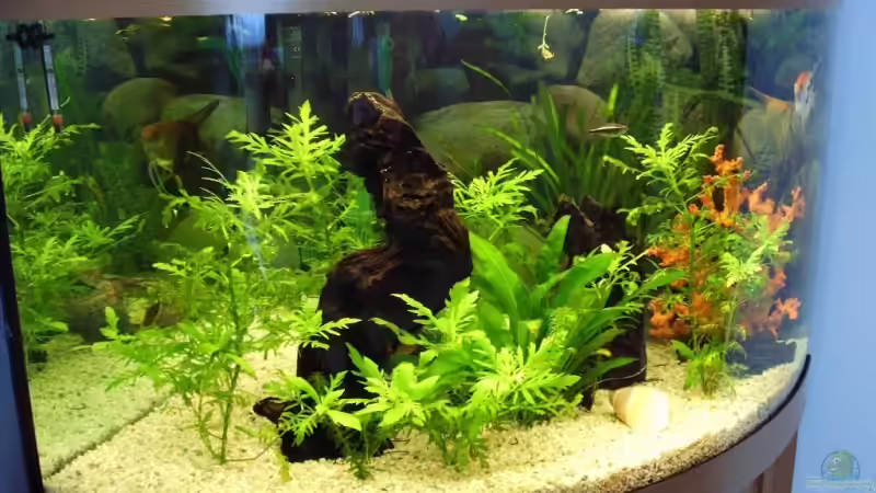 Pflanzen im Aquarium Becken 3081 von Hüseyin Altin (2)