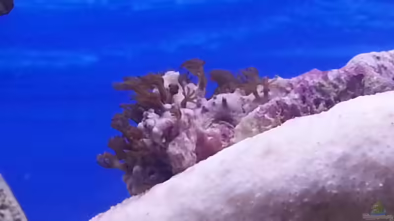 Pflanzen im Aquarium Becken 30815 mein Traumriff im Wohnzimmer von Bernd Pinkert (10)