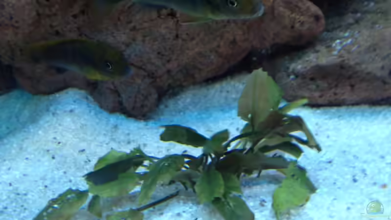 Pflanzen im Aquarium Becken 30821 von Alexander Mayer (12)