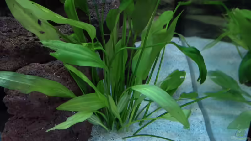 Pflanzen im Aquarium Becken 30821 von Alexander Mayer (13)