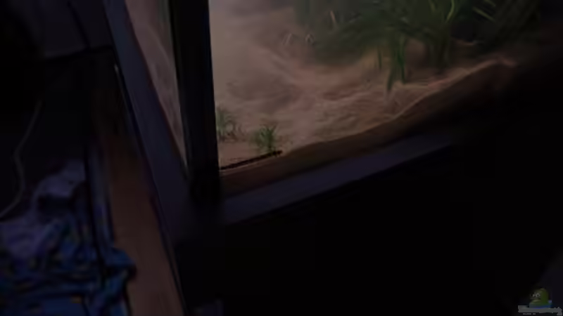 Pflanzen im Aquarium Becken 30852 von Nobody (21)