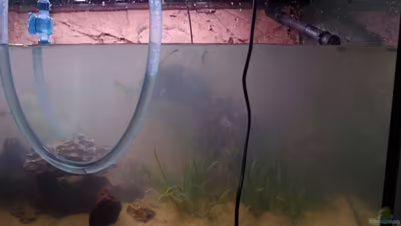 Pflanzen im Aquarium Becken 30852 von Nobody (22)