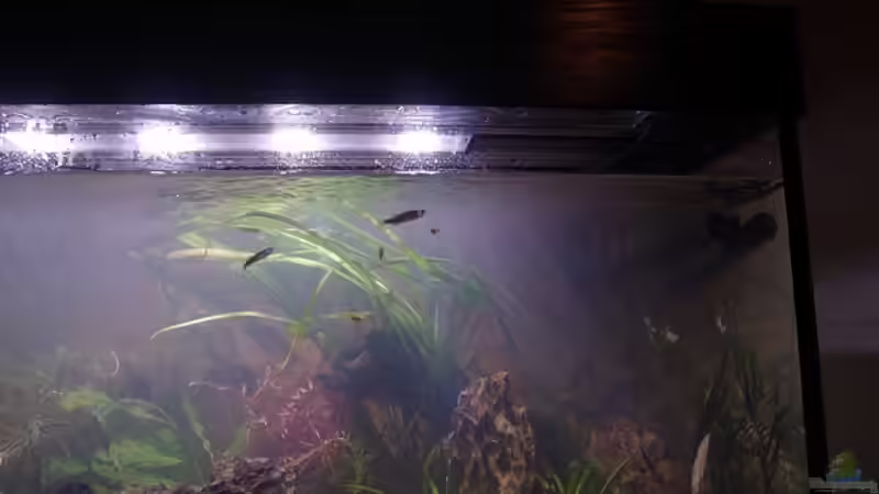 Pflanzen im Aquarium Becken 30852 von Nobody (23)