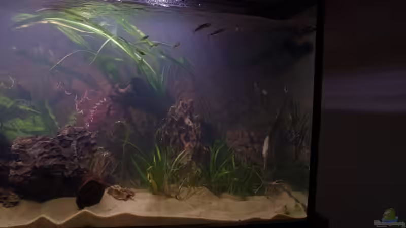 Pflanzen im Aquarium Becken 30852 von Nobody (25)