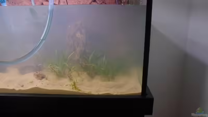 Pflanzen im Aquarium Becken 30852 von Nobody (28)