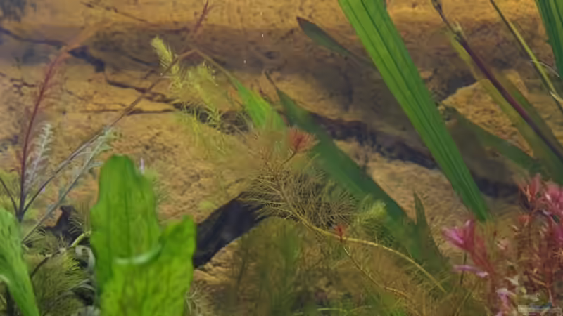 Pflanzen im Aquarium Becken 30852 von Nobody (30)