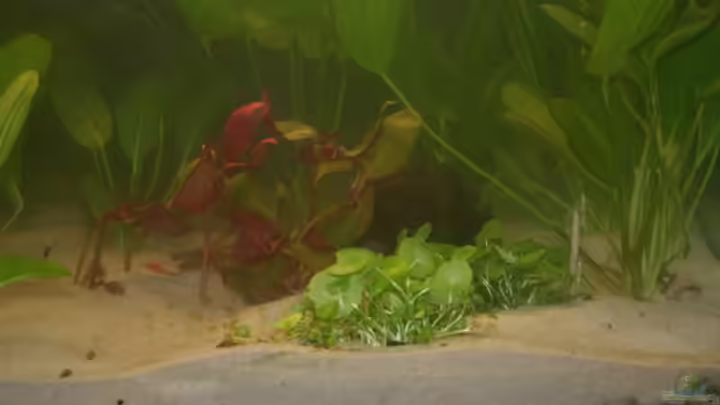 Pflanzen im Aquarium Becken 30865 von DanielaP (10)