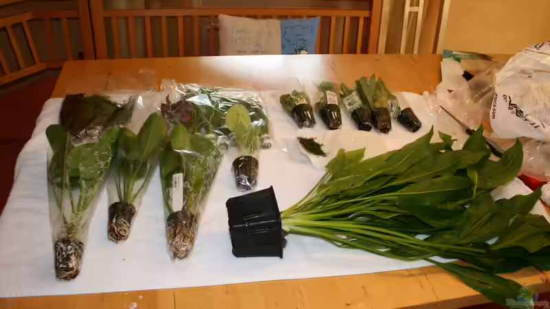 Pflanzen im Aquarium Becken 30865 von DanielaP (4)