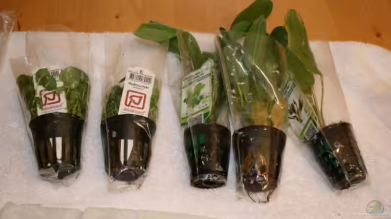 Pflanzen im Aquarium Becken 30865 von DanielaP (5)