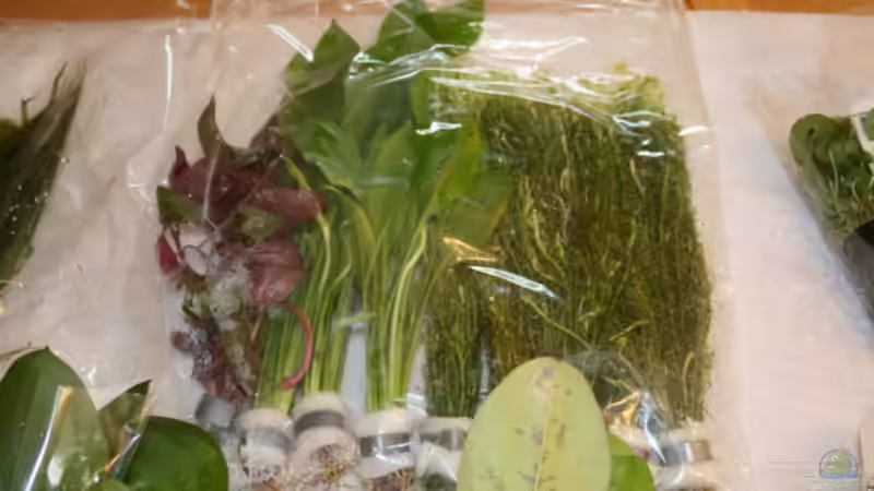 Pflanzen im Aquarium Becken 30865 von DanielaP (6)