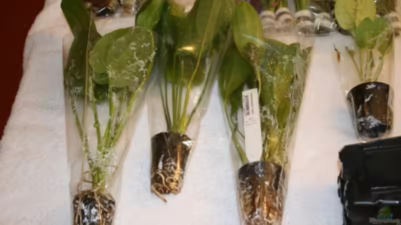 Pflanzen im Aquarium Becken 30865 von DanielaP (7)