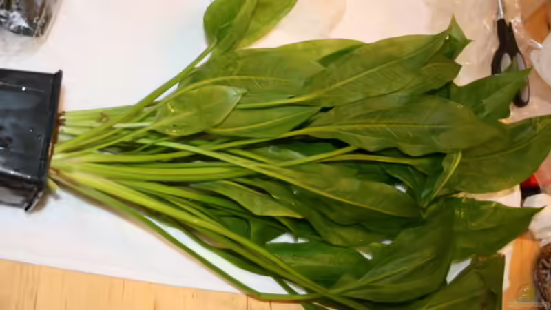 Pflanzen im Aquarium Becken 30865 von DanielaP (8)