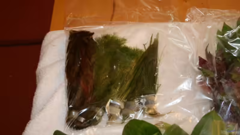 Pflanzen im Aquarium Becken 30865 von DanielaP (9)