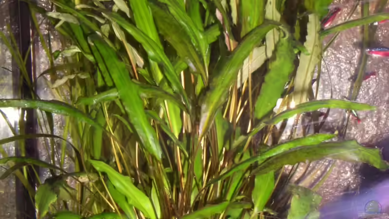 Pflanzen im Aquarium Becken 3091 von Mirko Weser (10)