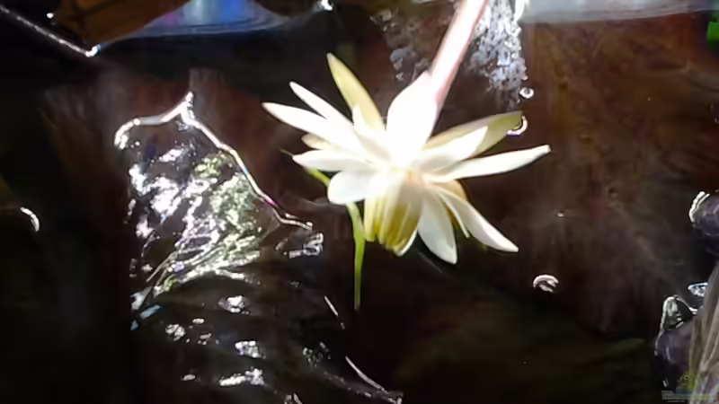 Pflanzen im Aquarium Becken 30918 von Ruppinho (11)