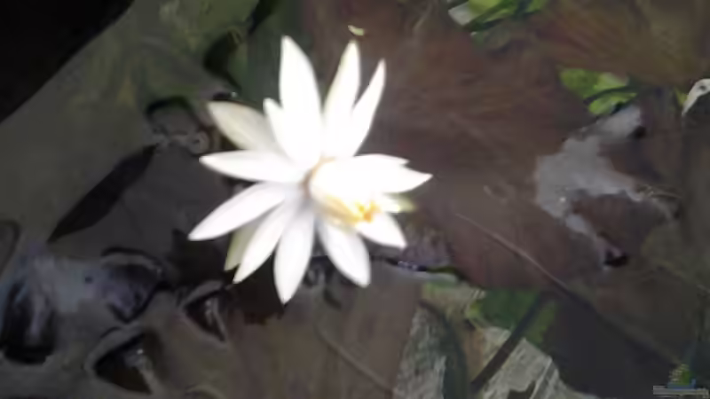 Pflanzen im Aquarium Becken 30918 von Ruppinho (12)