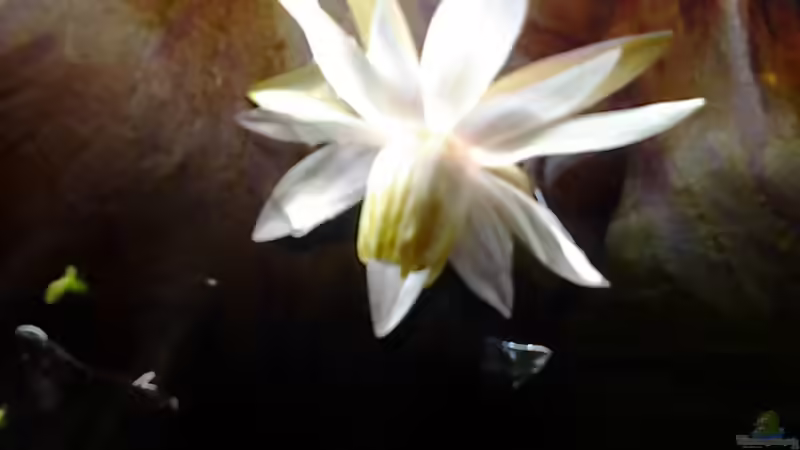 Pflanzen im Aquarium Becken 30918 von Ruppinho (13)