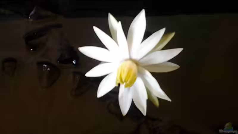 Pflanzen im Aquarium Becken 30918 von Ruppinho (16)