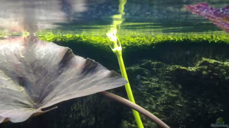Pflanzen im Aquarium Becken 30918 von Ruppinho (17)