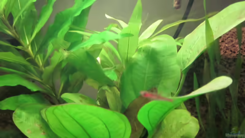 Pflanzen im Aquarium Becken 30935 von RenSa (4)