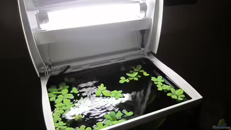 Pflanzen im Aquarium Becken 30935 von RenSa (5)