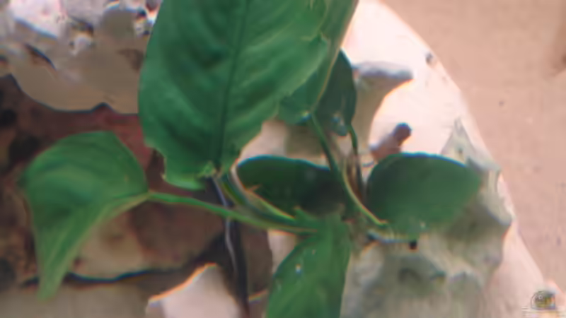 Pflanzen im Aquarium Becken 3104 von Dennis Kaiser (8)