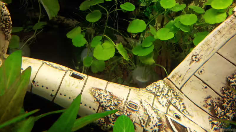 Pflanzen im Aquarium Becken 31065 von Hans-Hubert (10)