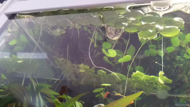 Pflanzen im Aquarium Becken 31065 von Hans-Hubert (7)