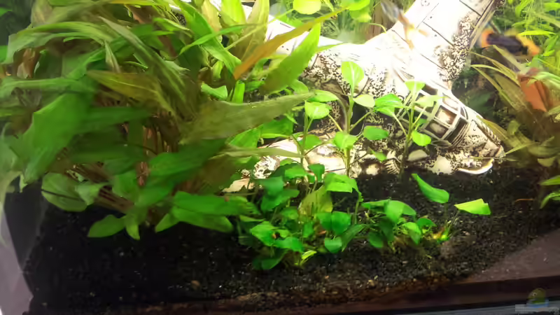 Pflanzen im Aquarium Becken 31065 von Hans-Hubert (8)