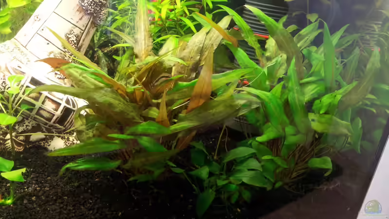 Pflanzen im Aquarium Becken 31065 von Hans-Hubert (9)