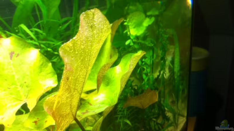 Pflanzen im Aquarium Becken 31091 von Nat (4)