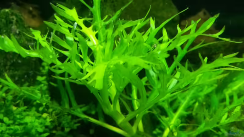 Pflanzen im Aquarium Becken 31169 von SK Aquarienleben (10)