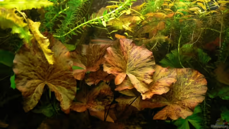 Pflanzen im Aquarium Becken 3127 von René Leubecher (10)