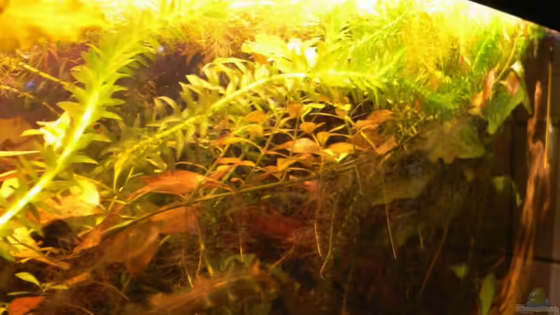 Pflanzen im Aquarium Becken 3127 von René Leubecher (12)