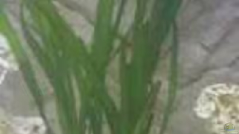 Pflanzen im Aquarium Becken 31313 von Michael Lüdicke (5)