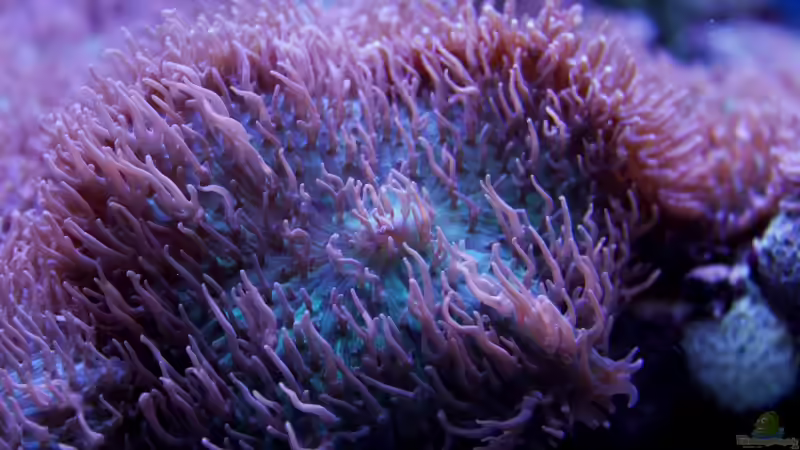 Pflanzen im Aquarium Becken 31412 von die Perle... (14)