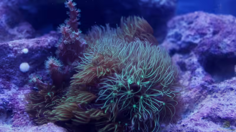 Pflanzen im Aquarium Becken 31412 von die Perle... (16)