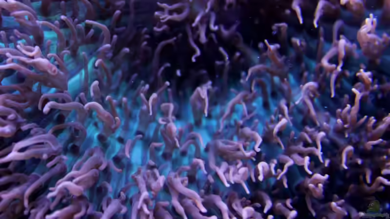 Pflanzen im Aquarium Becken 31412 von die Perle... (25)