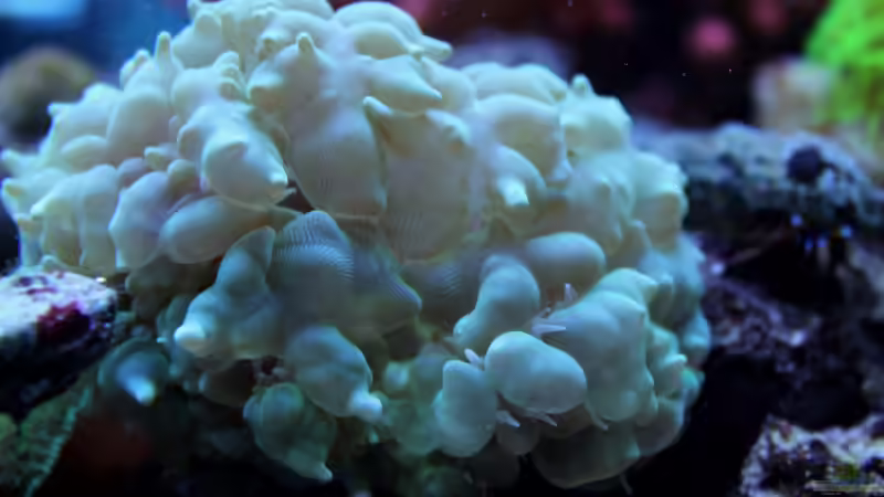 Pflanzen im Aquarium Becken 31412 von die Perle... (28)