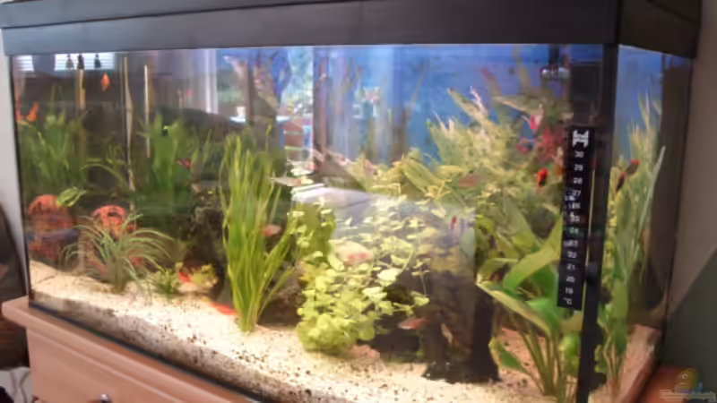 Pflanzen im Aquarium Becken 3145 von Marco Heinisch (3)