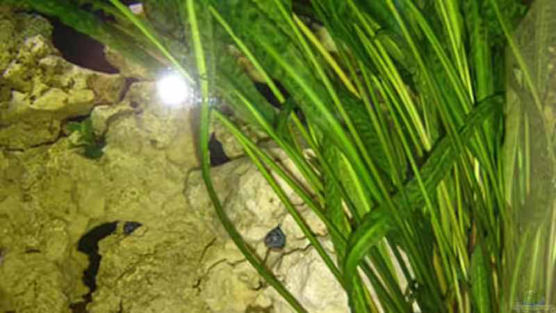 Pflanzen im Aquarium Becken 3149 von Marzena & Christian Frenz (3)